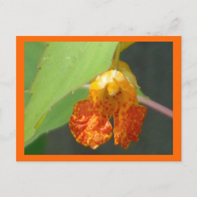 Touch Me Not Jewelweed Vykort (Framsida)