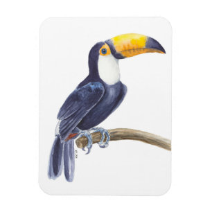 Toukan, tropisk fågel magnet
