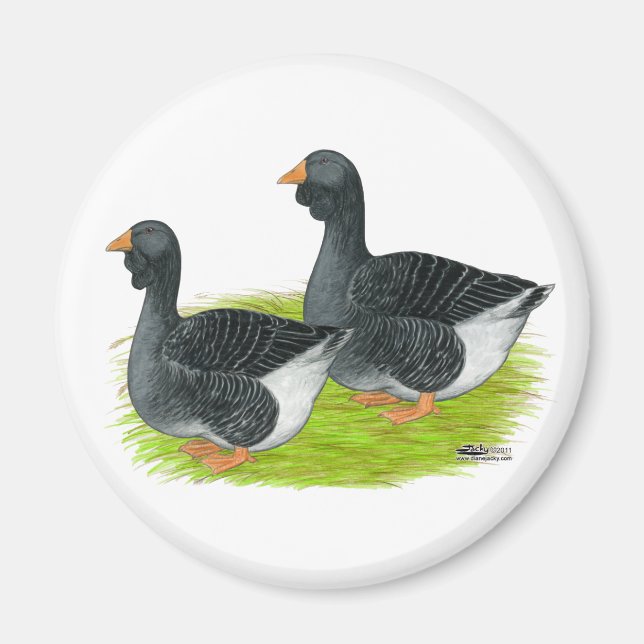 Toulouse Dewlap Geese Magnet (Framsidan)