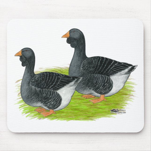 Toulouse Dewlap Geese Musmatta (Framsidan)