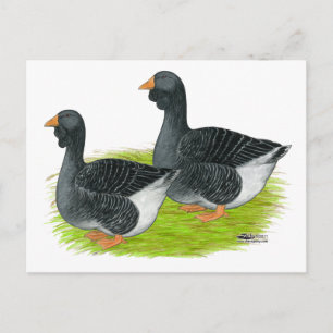 Toulouse Dewlap Geese Vykort