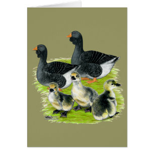 Toulouse Goose Family OBS Kort
