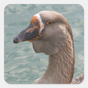 Toulouse Goose Fyrkantigt Klistermärke