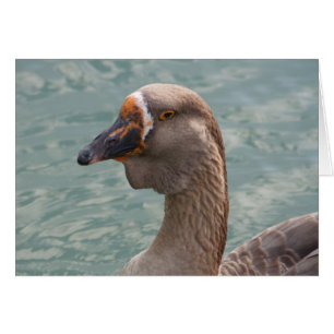 Toulouse Goose Hälsningskort