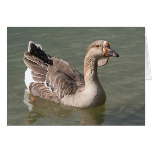 Toulouse Goose Hälsningskort