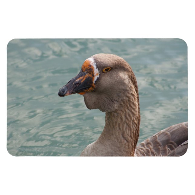 Toulouse Goose Magnet (Horisontell)