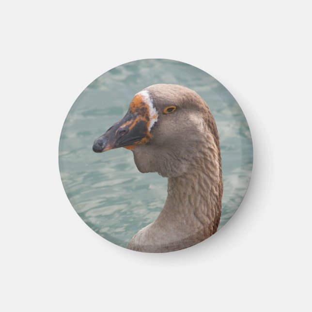 Toulouse Goose Magnet (Framsidan)