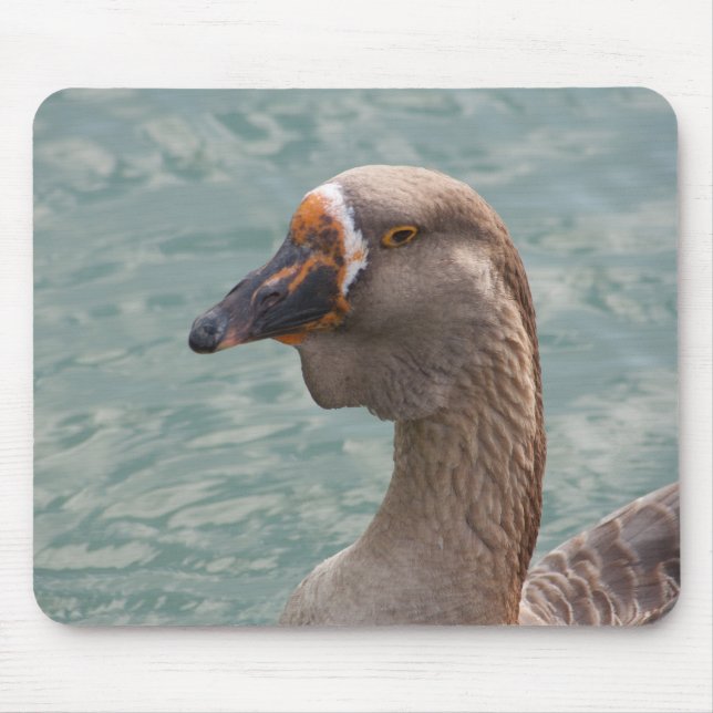 Toulouse Goose Musmatta (Framsidan)