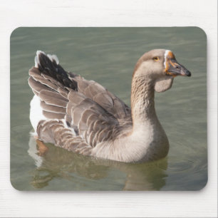 Toulouse Goose Musmatta