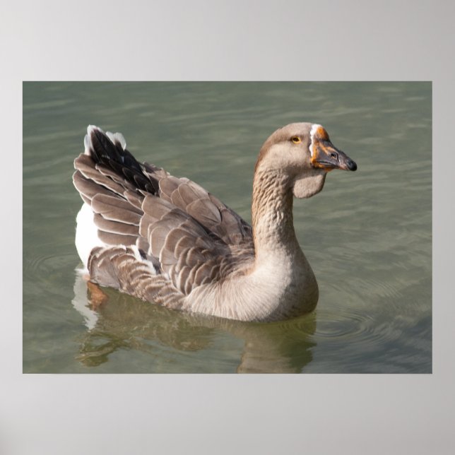 Toulouse Goose Poster (Framsidan)