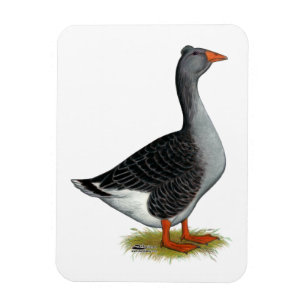 Toulouse Goose Tuabled Magnet