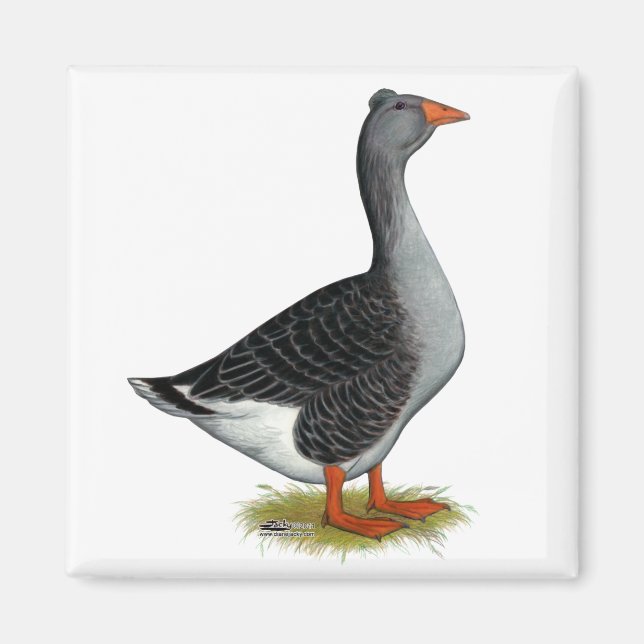 Toulouse Goose Tuabled Magnet (Framsidan)
