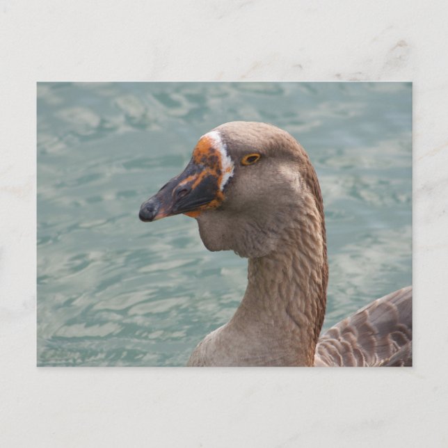 Toulouse Goose Vykort (Framsida)