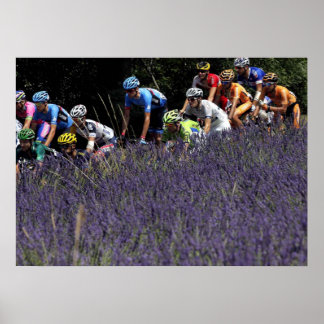 Tour de France dans les lavandes Poster