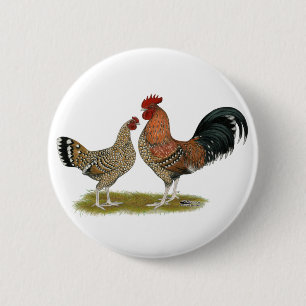Tournaisis Bantams Knapp