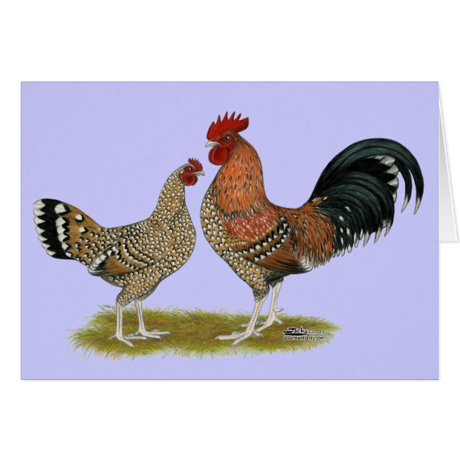 Tournaisis Bantams OBS Kort (Framsidan Horizontal)