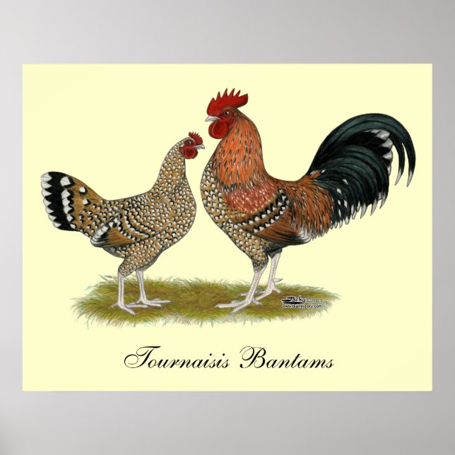 Tournaisis Bantams Poster (Framsidan)