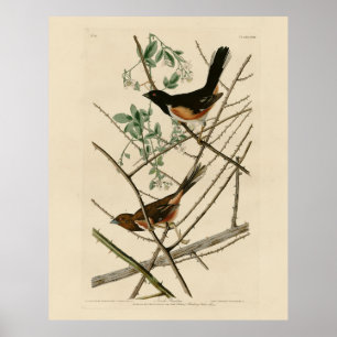 Towee Bunting (Östra Towee) från Audubon's Birds Poster