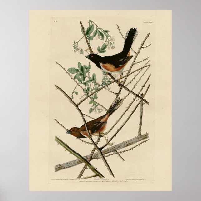 Towee Bunting (Östra Towee) från Audubon's Birds Poster (Framsidan)