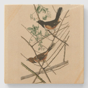 Towee Bunting (Östra Towee) från Audubon's Birds Stenunderlägg