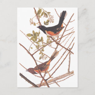 Toweting Bunting Audubon Black and Orange Sång Bir Vykort