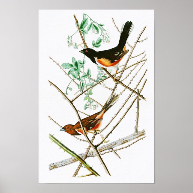 Towhe Bunting John James Audubon Birds of America Poster (Framsidan)