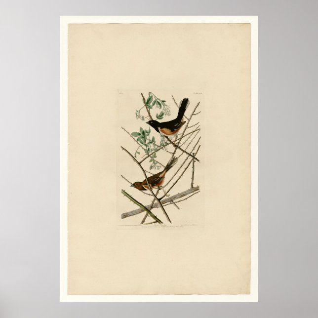 Towhe Bunting Poster (Framsidan)