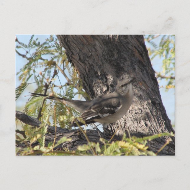 Townsend Solitaire-vykort Vykort (Framsida)