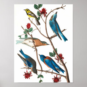 Townsend Warbler av John James Audubon Poster