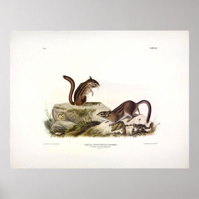 Townsend's Ground Squirrel (Chipmunk) av Audubon Poster (Framsidan)