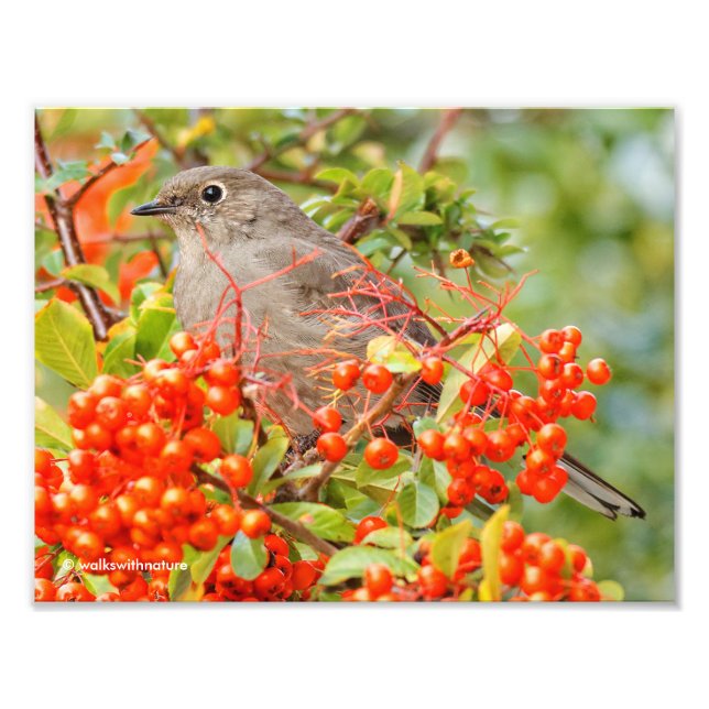Townsend's Solitaire och Pyracantha Fototryck (Framsidan)