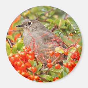 Townsend's Solitaire på Pyracantha Magnet
