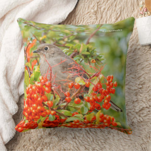 Townsend's Solitaire Songbird on Pyracantha Kudde
