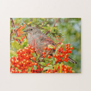 Townsend's Solitaire Songbird on Pyracantha Pussel