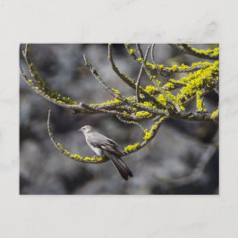 Townsend's Solitaire Vykort