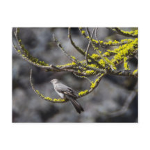 Townsend's Solitaire