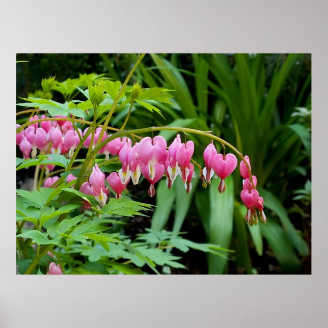 Toxiska hjärtan poster (Framsidan)