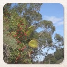Toyons längs Arroyo Seco Trail