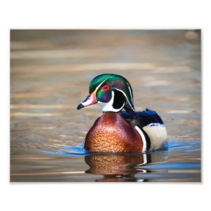 Trä Anka i en damm Fototryck