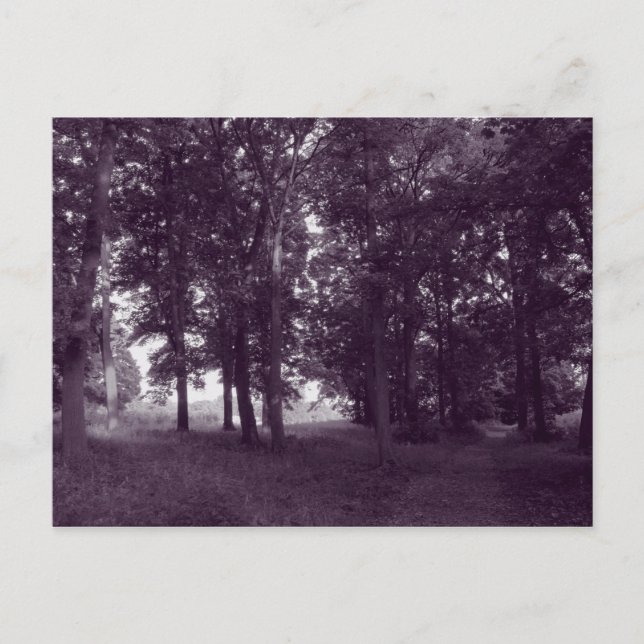 Trä, Bute Park Cardiff - Lila tonad Vykort (Framsida)