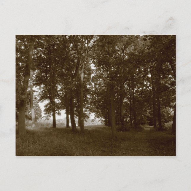 Trä, Bute Park Cardiff - Sepia toned Vykort (Framsida)