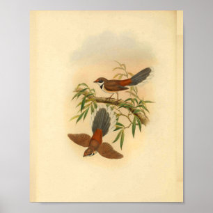 Trä Fantail Flycatcher Bird Vintage Skriv ut Poster