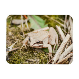 Trä Frog Natur Woodland Animals Magnet