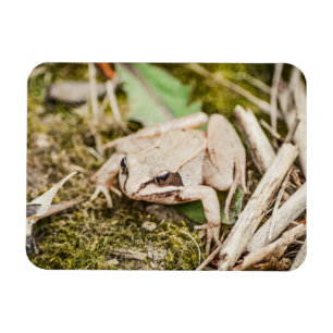Trä Frog Natur Woodland Animals Magnet