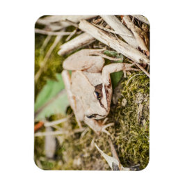 Trä Frog Natur Woodland Animals Magnet