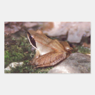 Trä Frog Rektangulärt Klistermärke