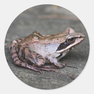Trä Frog Runt Klistermärke