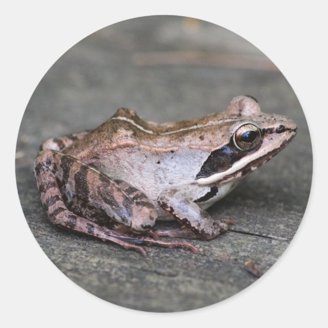 Trä Frog Runt Klistermärke (Framsida)