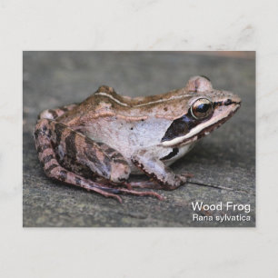 Trä Frog Vykort