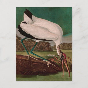 Trä Ibis Birds of America Audubon Print Helg Vykort